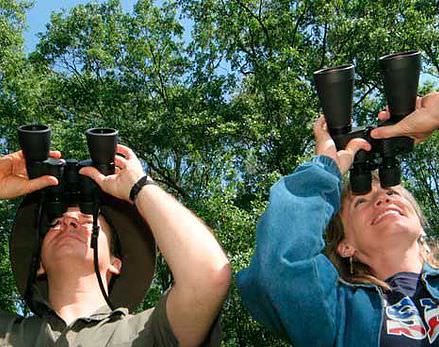 Bird Watching 1 - Bird Watching