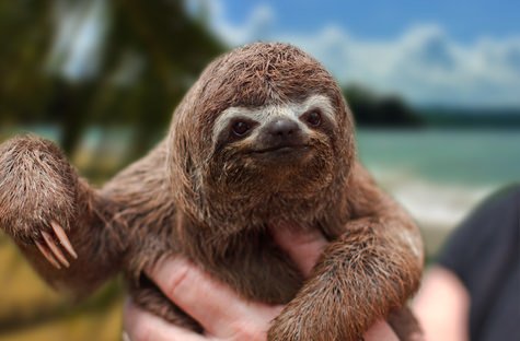 Caribbean Explorer Packages - Caribbean Costa Rica. Just right, mon Caribbean Explorer Packages - Caribbean Costa Rica. Just right, mon