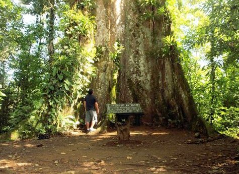 La Ceiba Tour 4 - La Ceiba Reserve - Day Tour