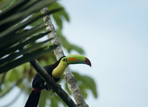 La Ceiba Tour 5 - La Ceiba Reserve - Day Tour