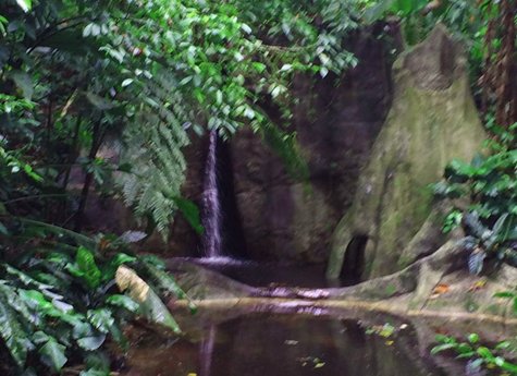 La Ceiba Tour - La Ceiba Reserve - Day Tour