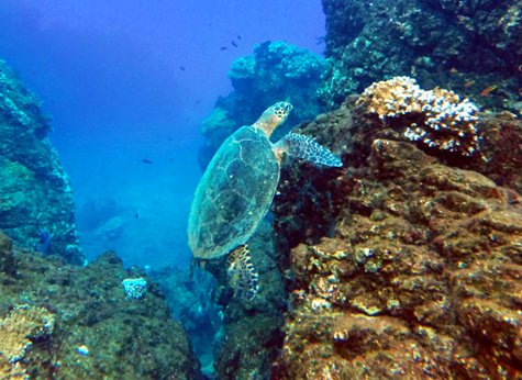 Caño Island 03 - Ca&ntilde;o Island Snorkeling