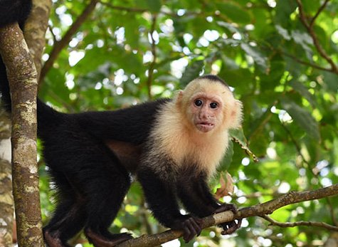 San Jose Day Tour: Manuel Antonio National Park Manuel Antonio Day Tour 03 1 - San Jose Day Tour: Manuel Antonio National Park