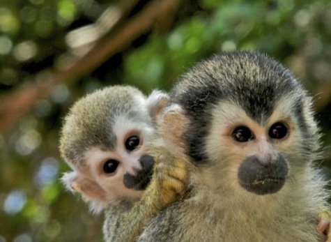 San Jose Day Tour: Manuel Antonio National Park Manuel Antonio Day Tour 04 - San Jose Day Tour: Manuel Antonio National Park